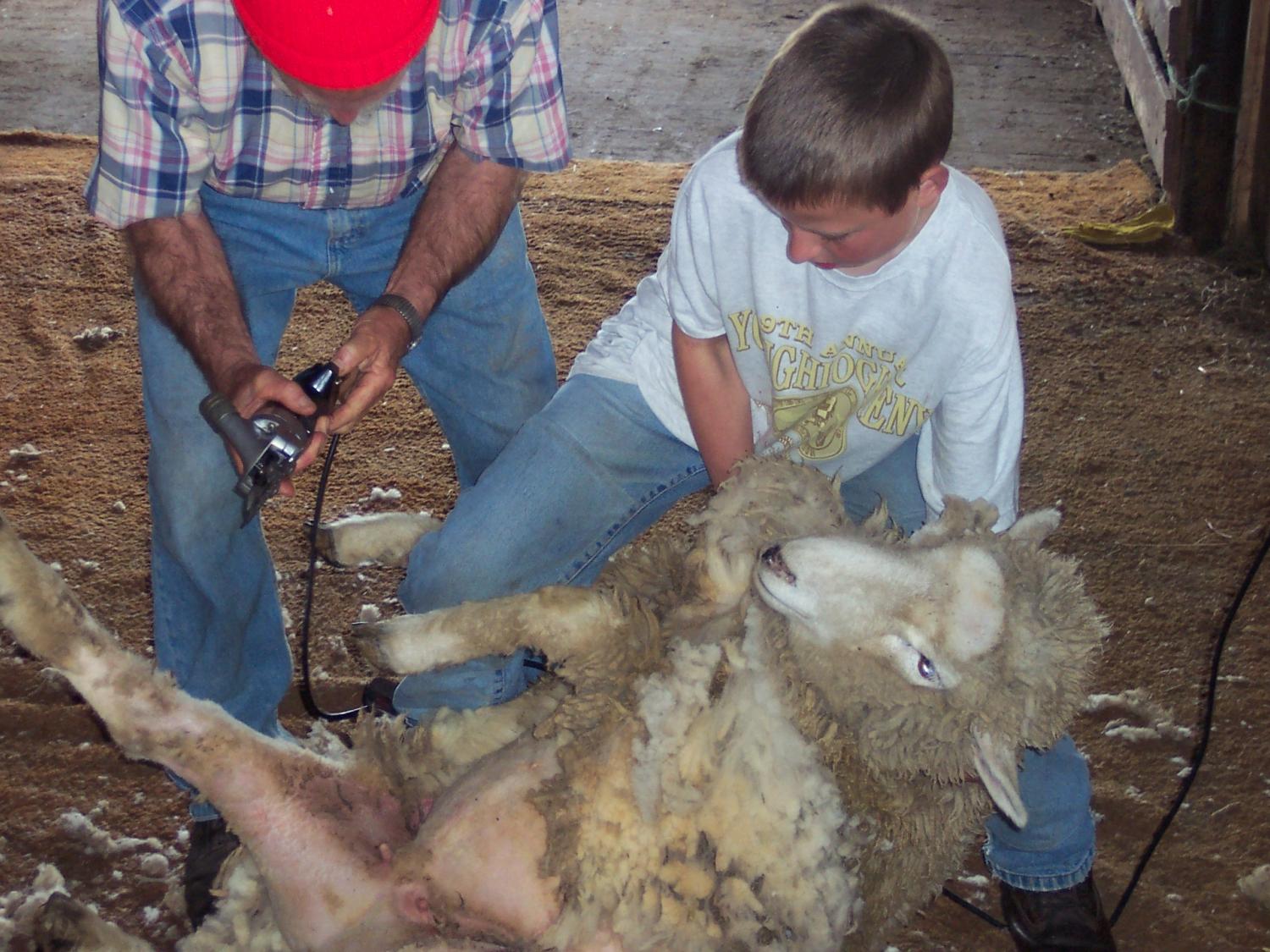 shearing sheep