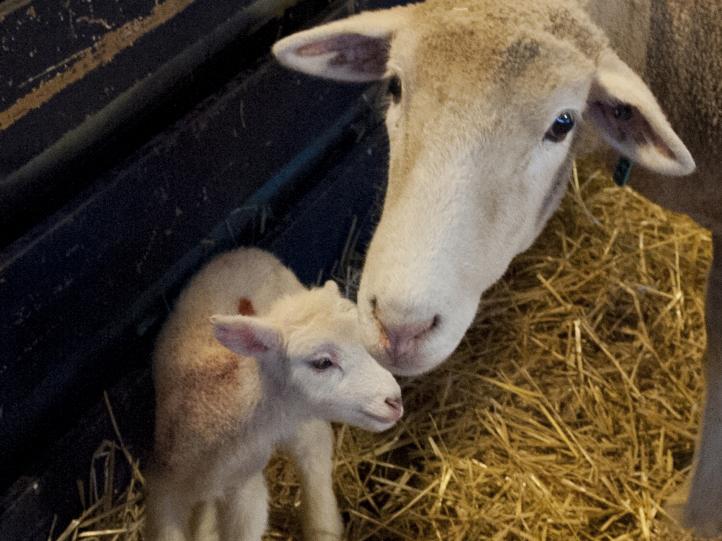 lamb, sheep