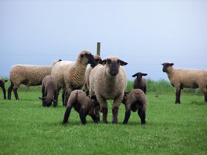 sheep for Extension program