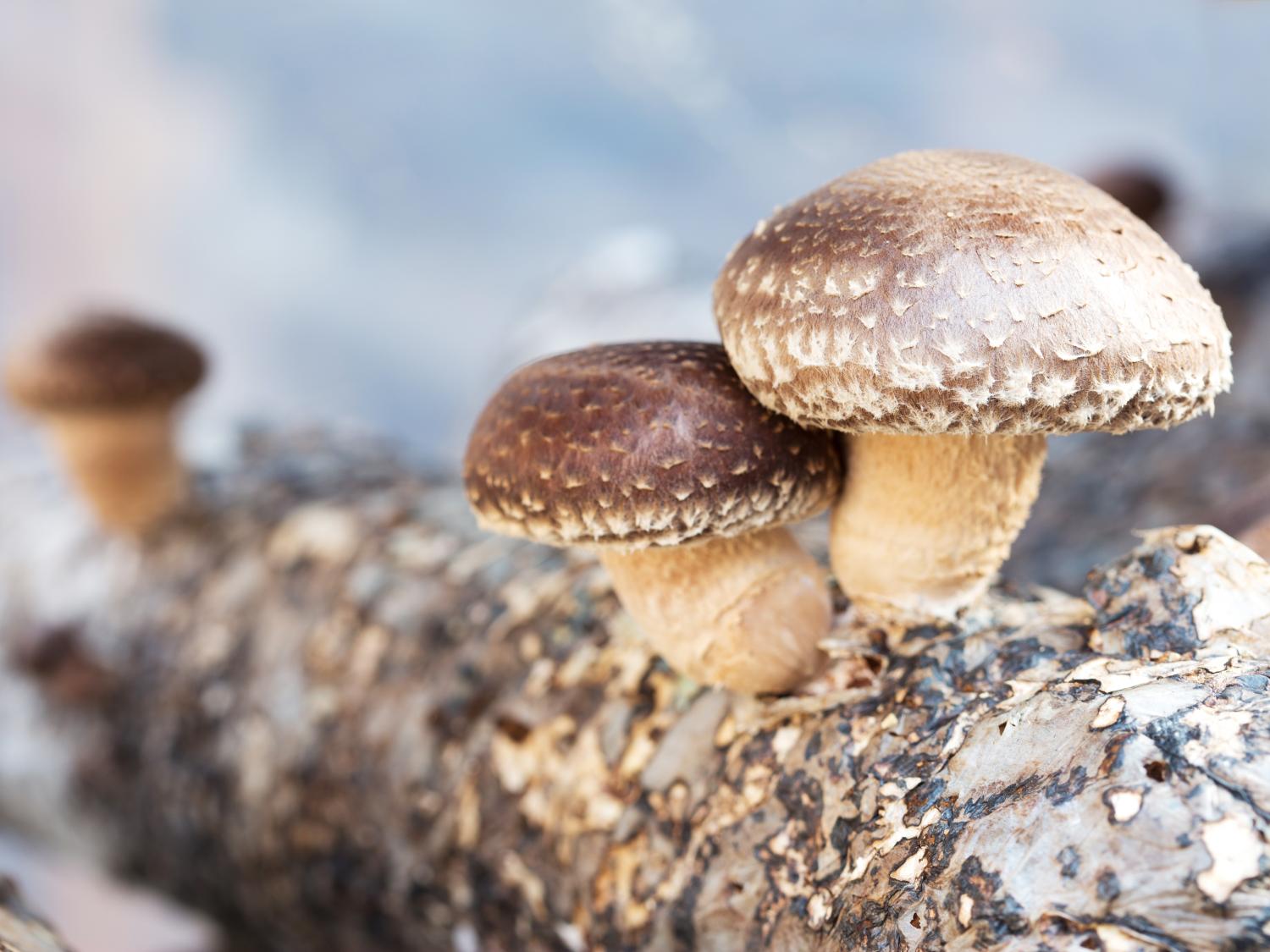 shiitake mushroom log