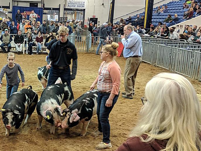 showing hogs at farm show