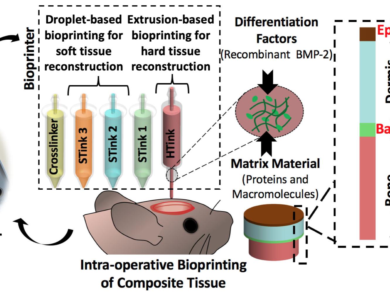 schematic showing bioprinting of skin and bone, a rat cartoon with a defect on its head is bioprinted with one bone and 4 skin inks creating bone and skin layers.