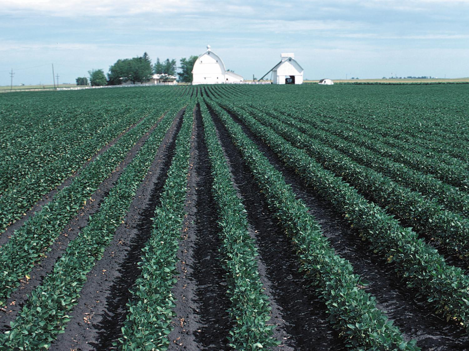 Soybean field