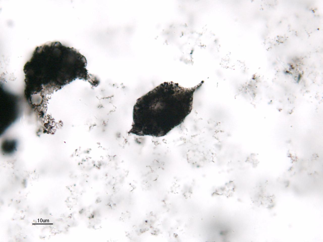 Spindle-like microstructures from the Farrel Quartzite, Western Australia.