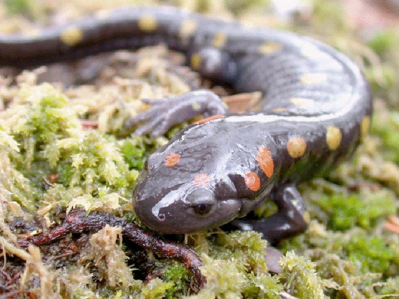 amphibian population declining