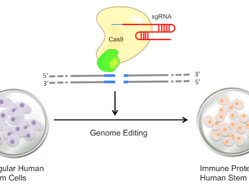 stem cell