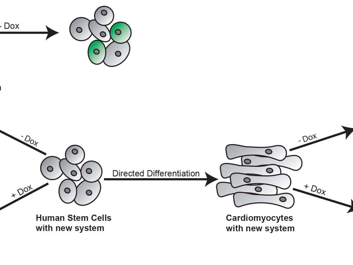 Two-part system turns stem cells into whatever you want | Penn