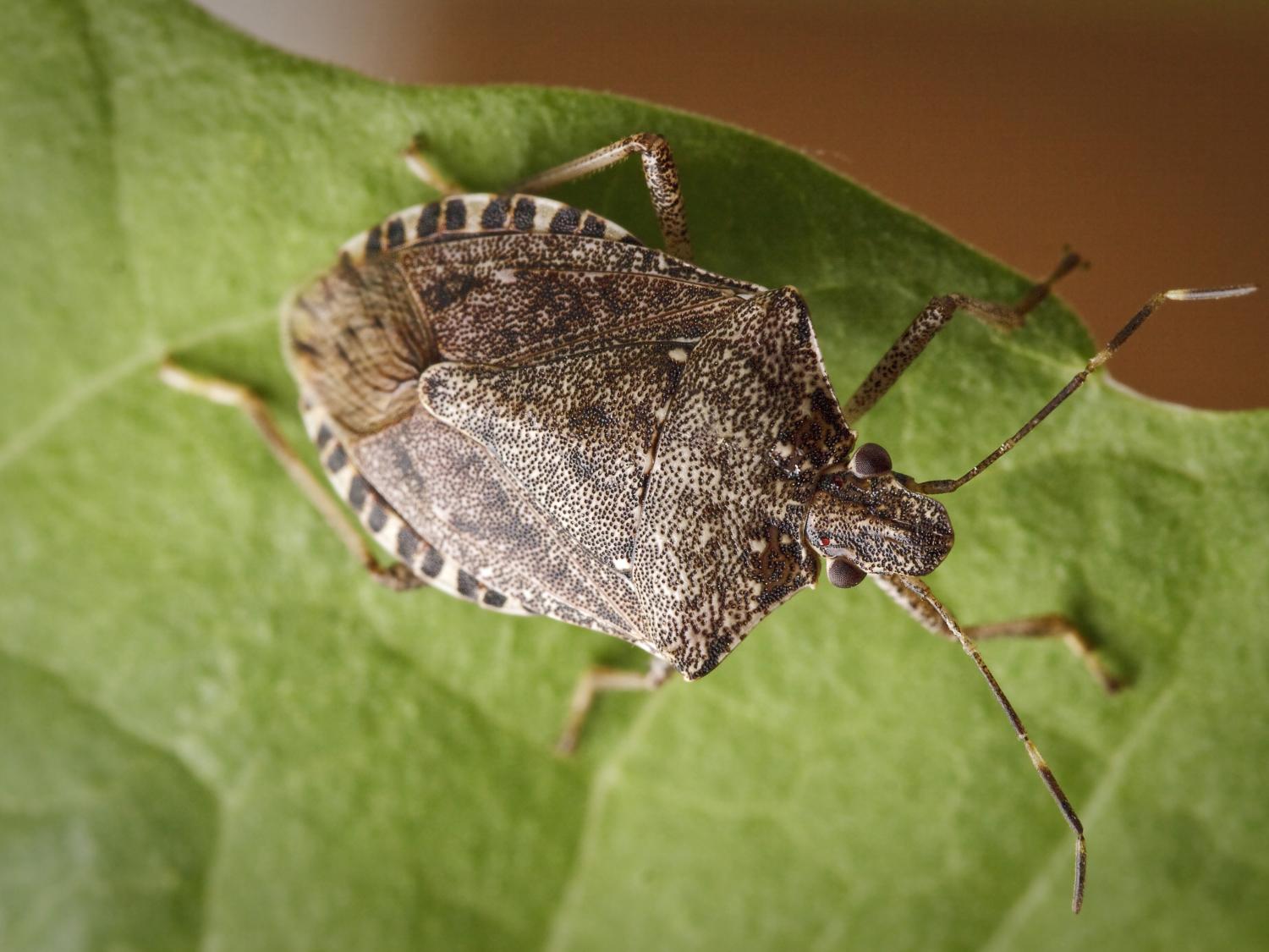 marmorated stink bugs on green leaf