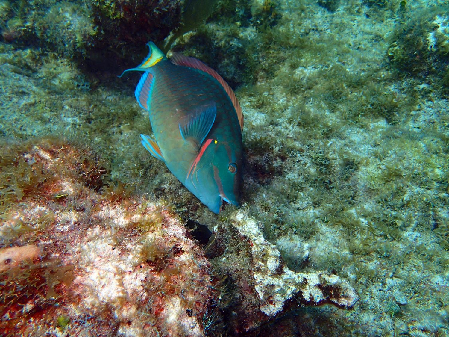 Stoplight parrotfish feeding on algae