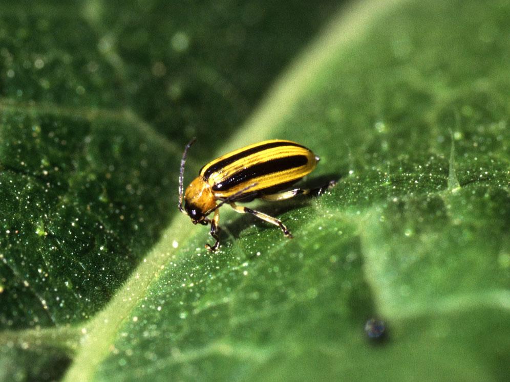 yellow and black striped insect