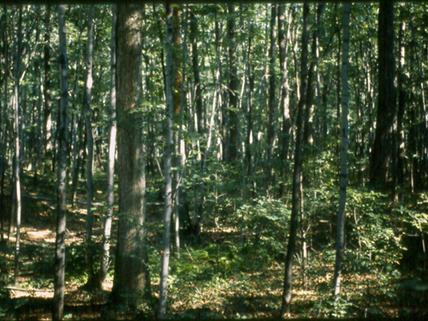drought-sensitive trees