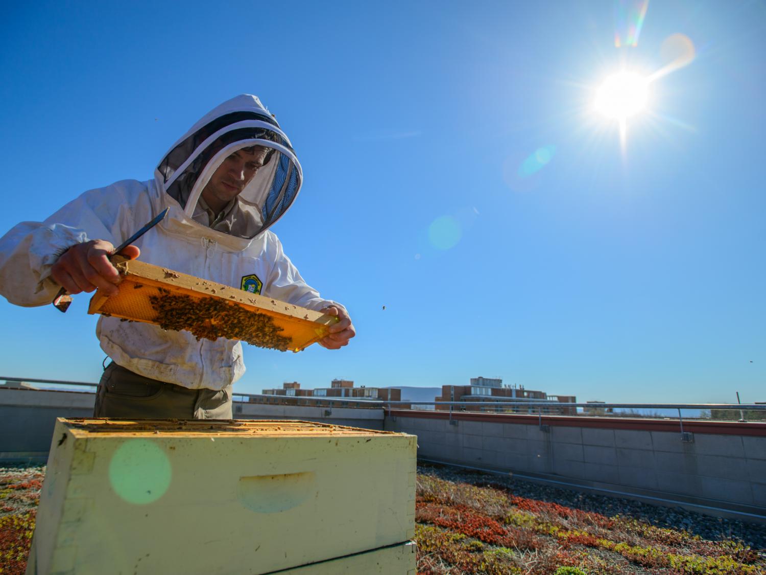 Man inspects honey bee hive frame