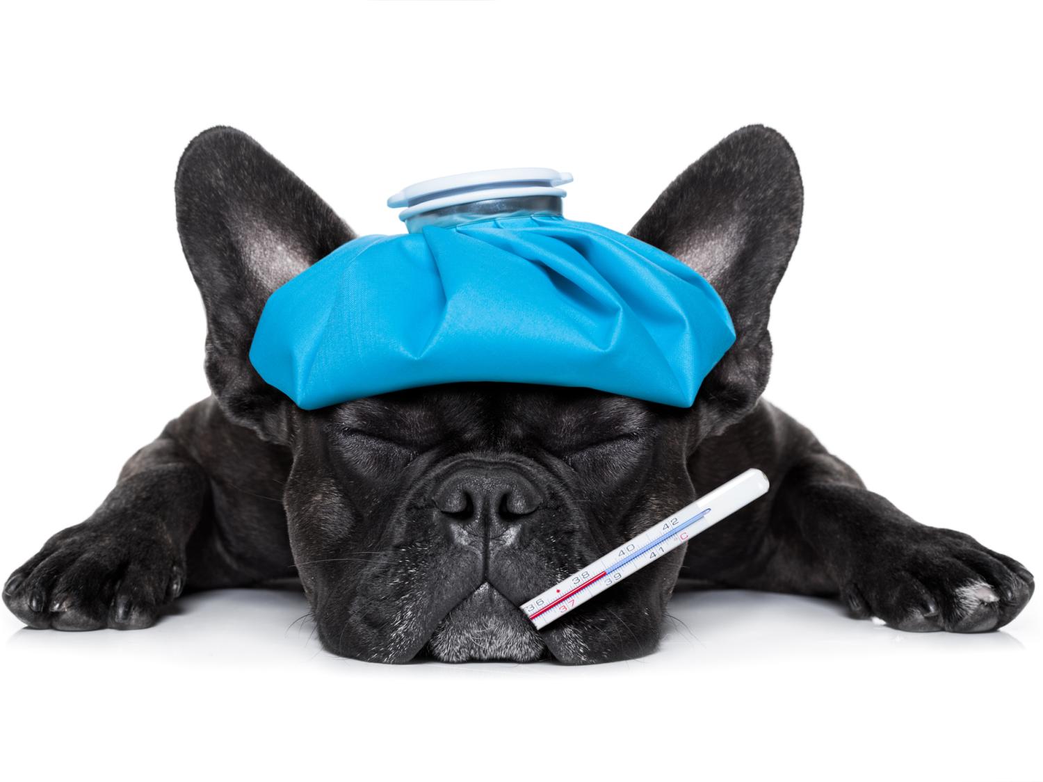 dog with ice pack and thermometer