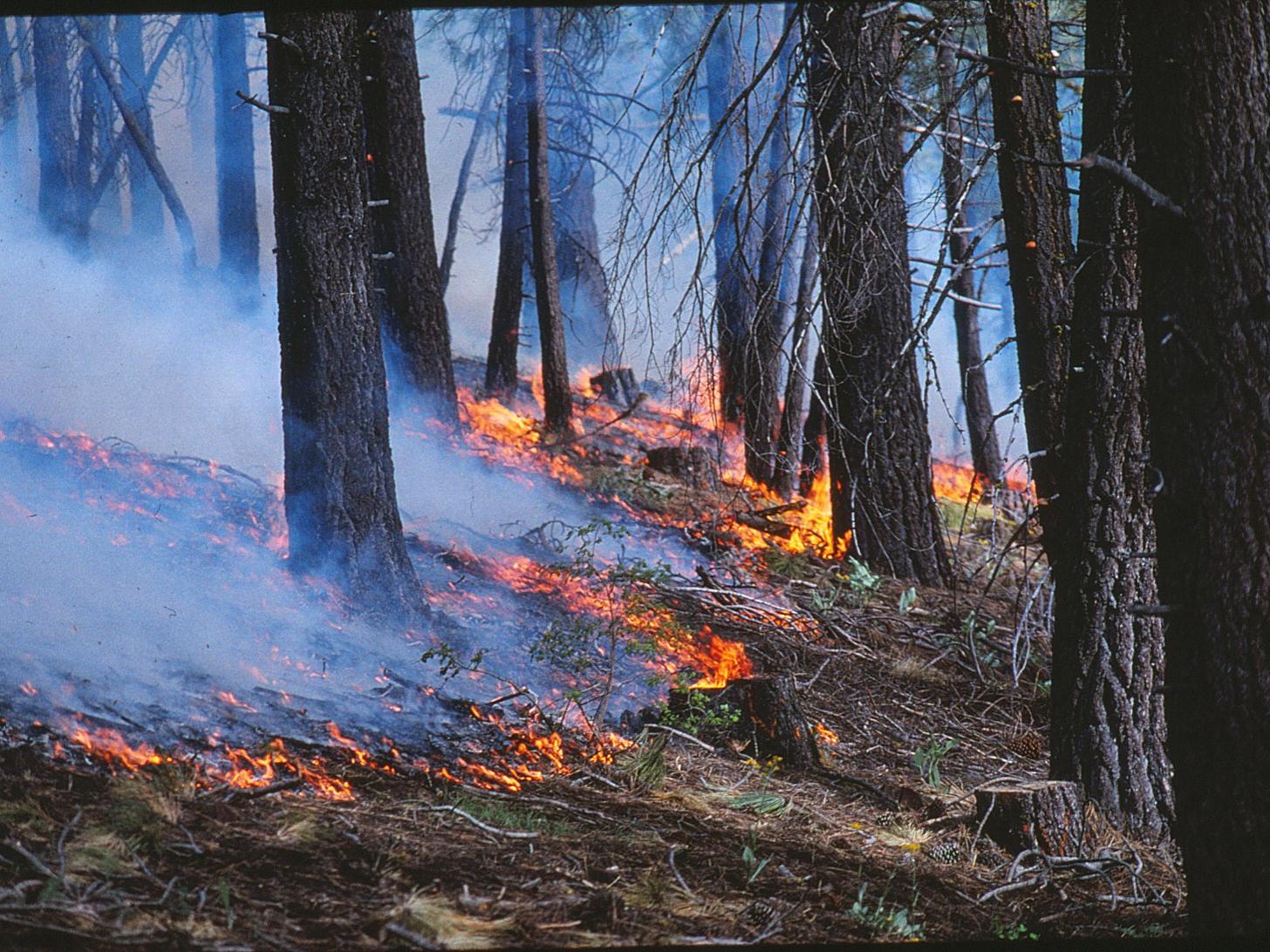 forest fire burning uphill