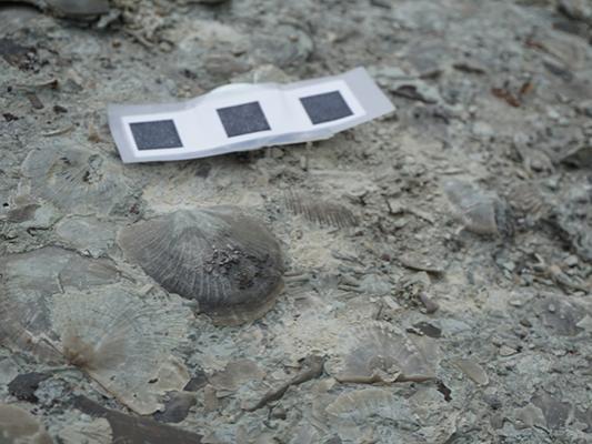 Fossil brachiopod shells are visible in a rock slab. 