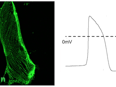 image of cardiac muscle cell next to the electrophysiological characterization of cell