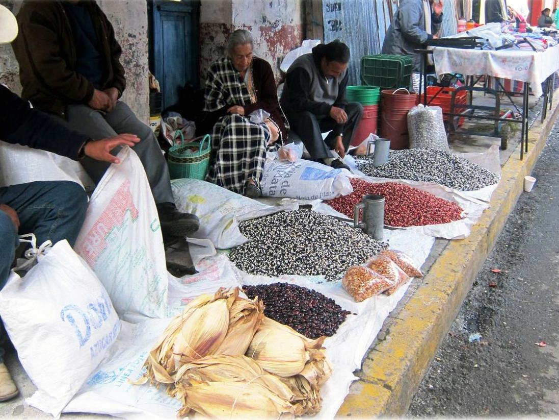 Maize Diversity