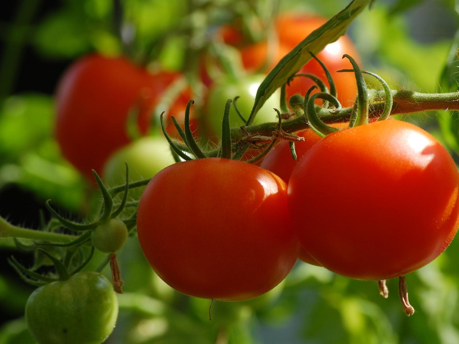 tomato