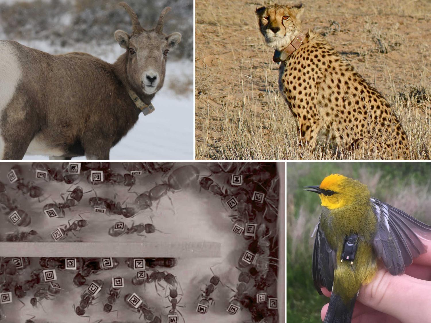 collage of 4 animals wearing tracking devices
