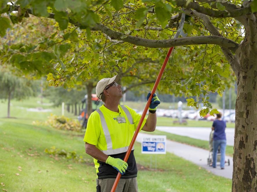 Steve Wallace, wearing gloves and a ball cap, uses a cutter on a long poll to trim a tree on the Hershey Medical Center campus.