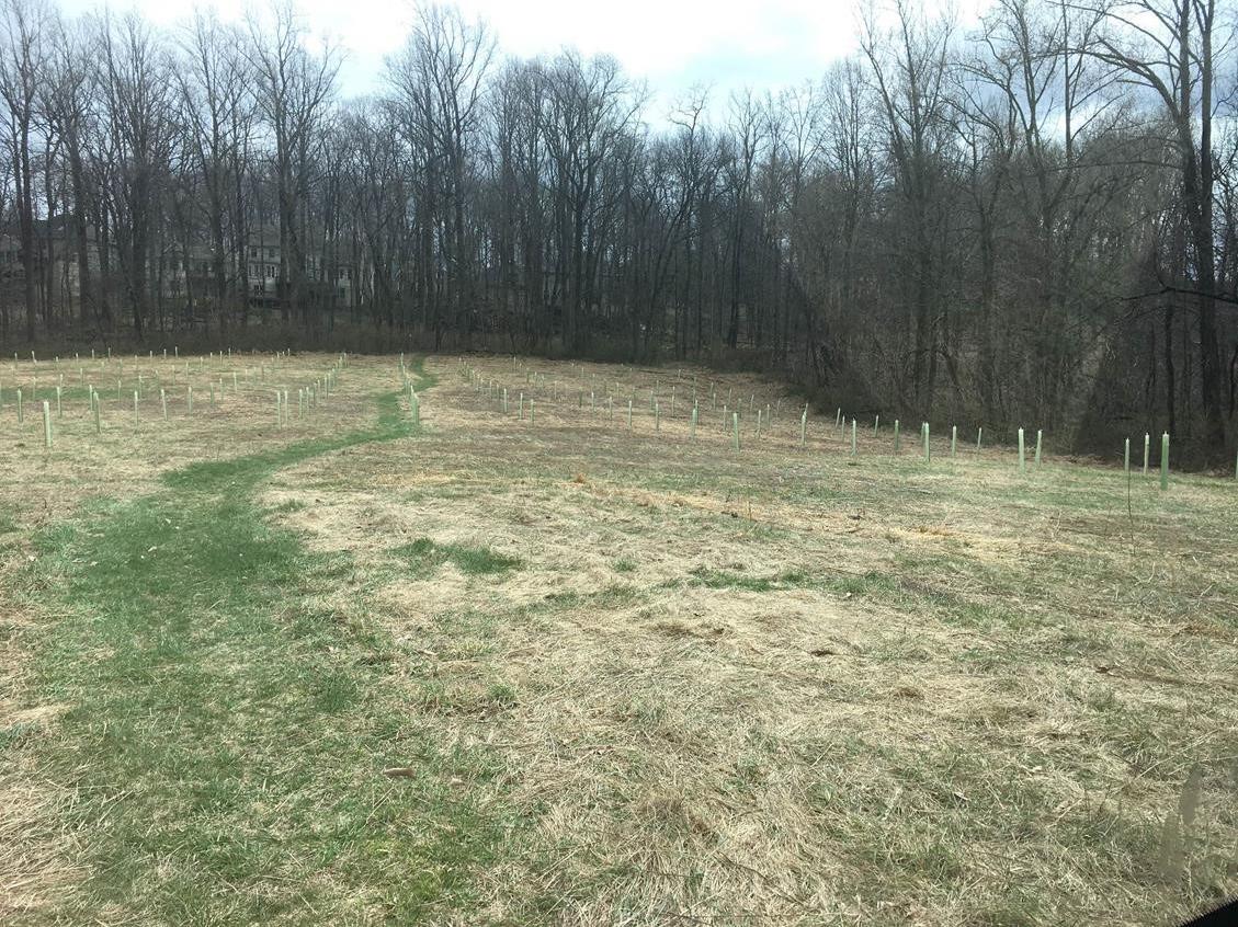 A patch of land partially covered by grass is marked by a couple dozen recently-planted saplings. Larger, mature trees surround the perimeter of the area.