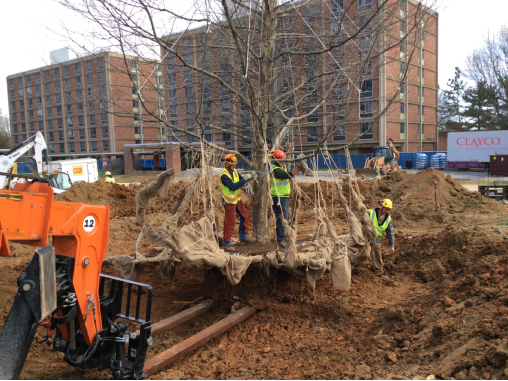 Moving a campus tree
