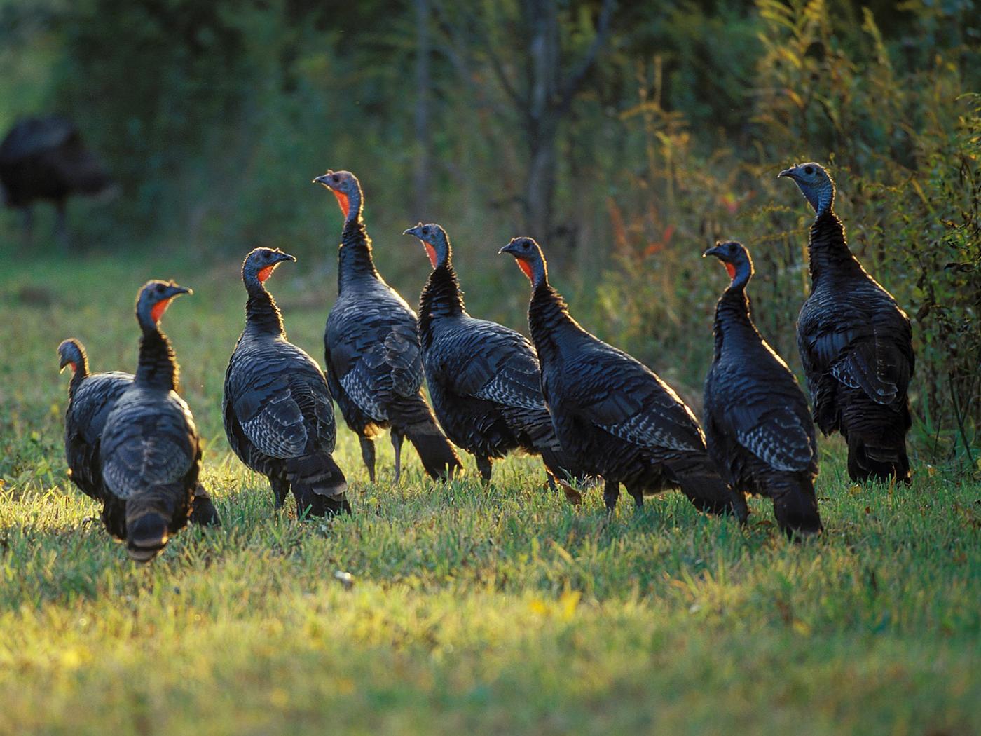 flock of turkeys