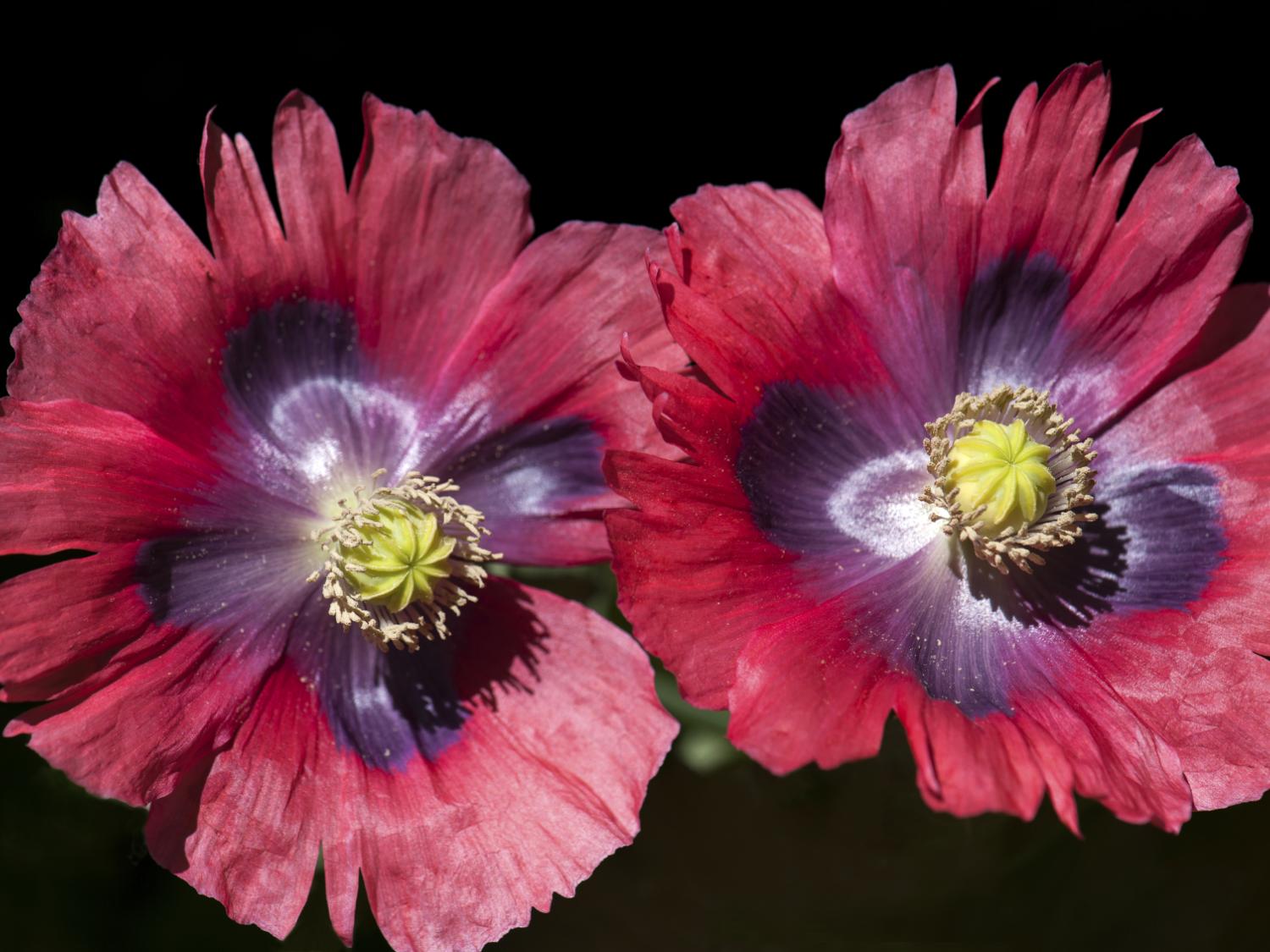 poppy flowers
