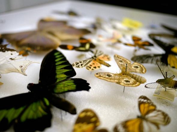 Butterfly collection