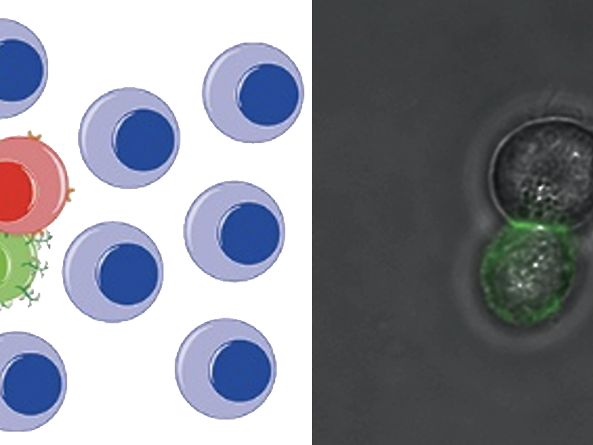 A diagram and an experimental photo show a cancer cell being captured by an engineered immune cell.