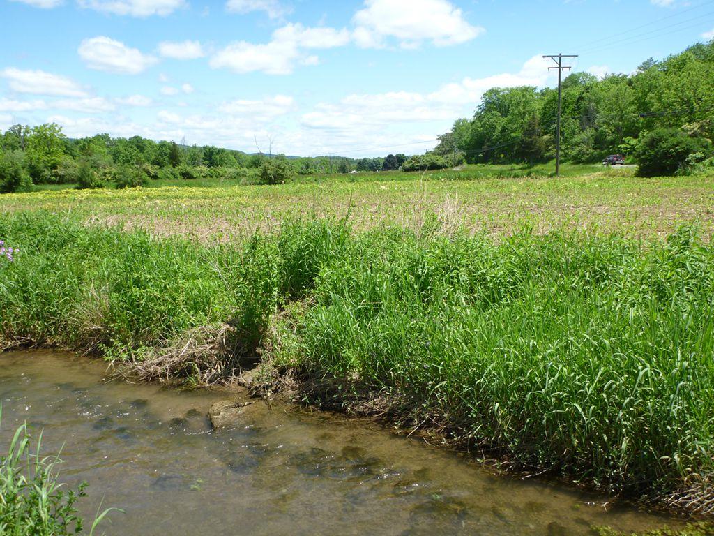 wetland