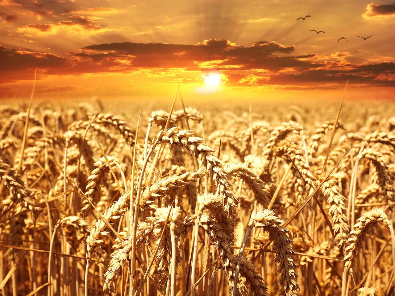 Wheat field Penn State research