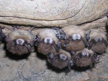 bats with white-nose syndrome