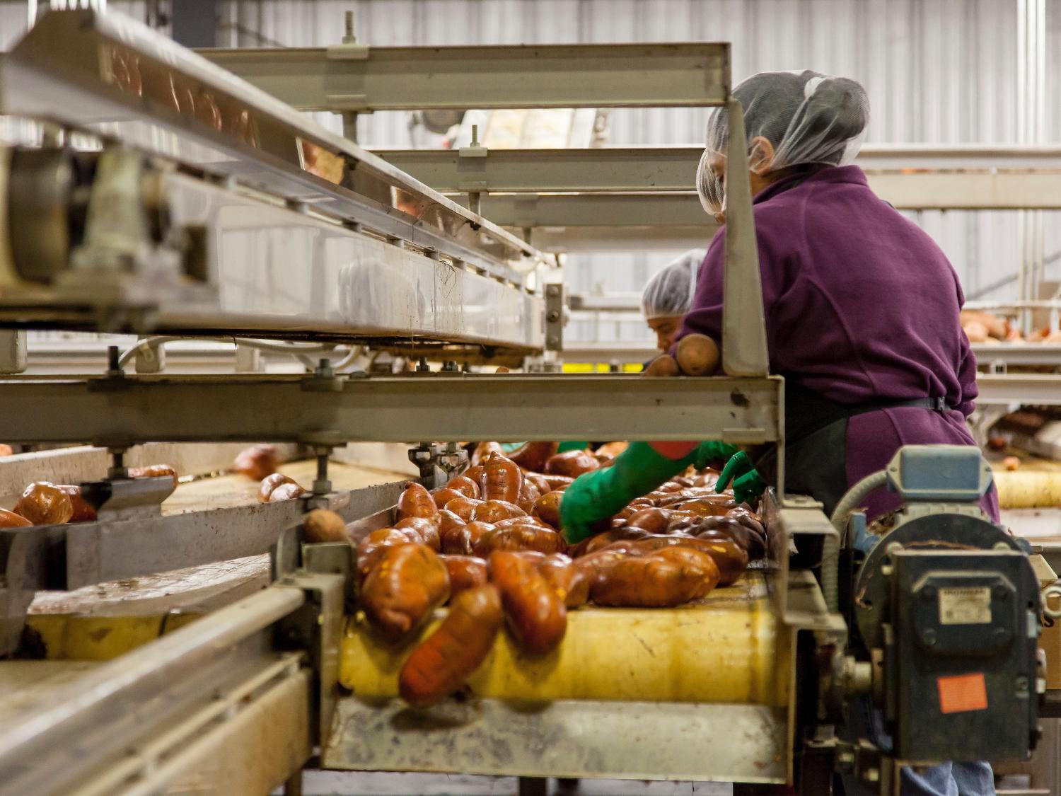 Woman cleaning sweet potatoes