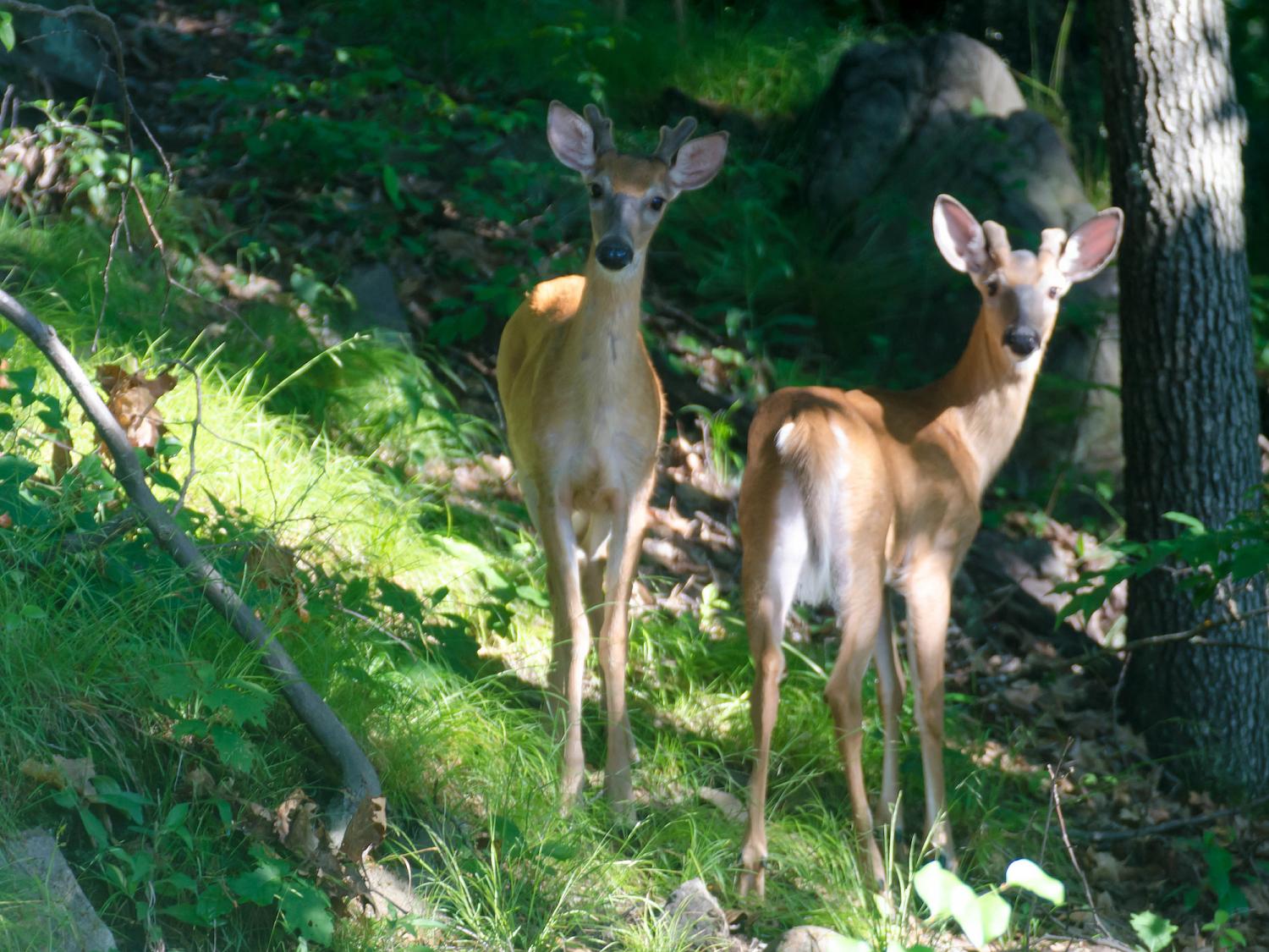 yearling bucks in woods