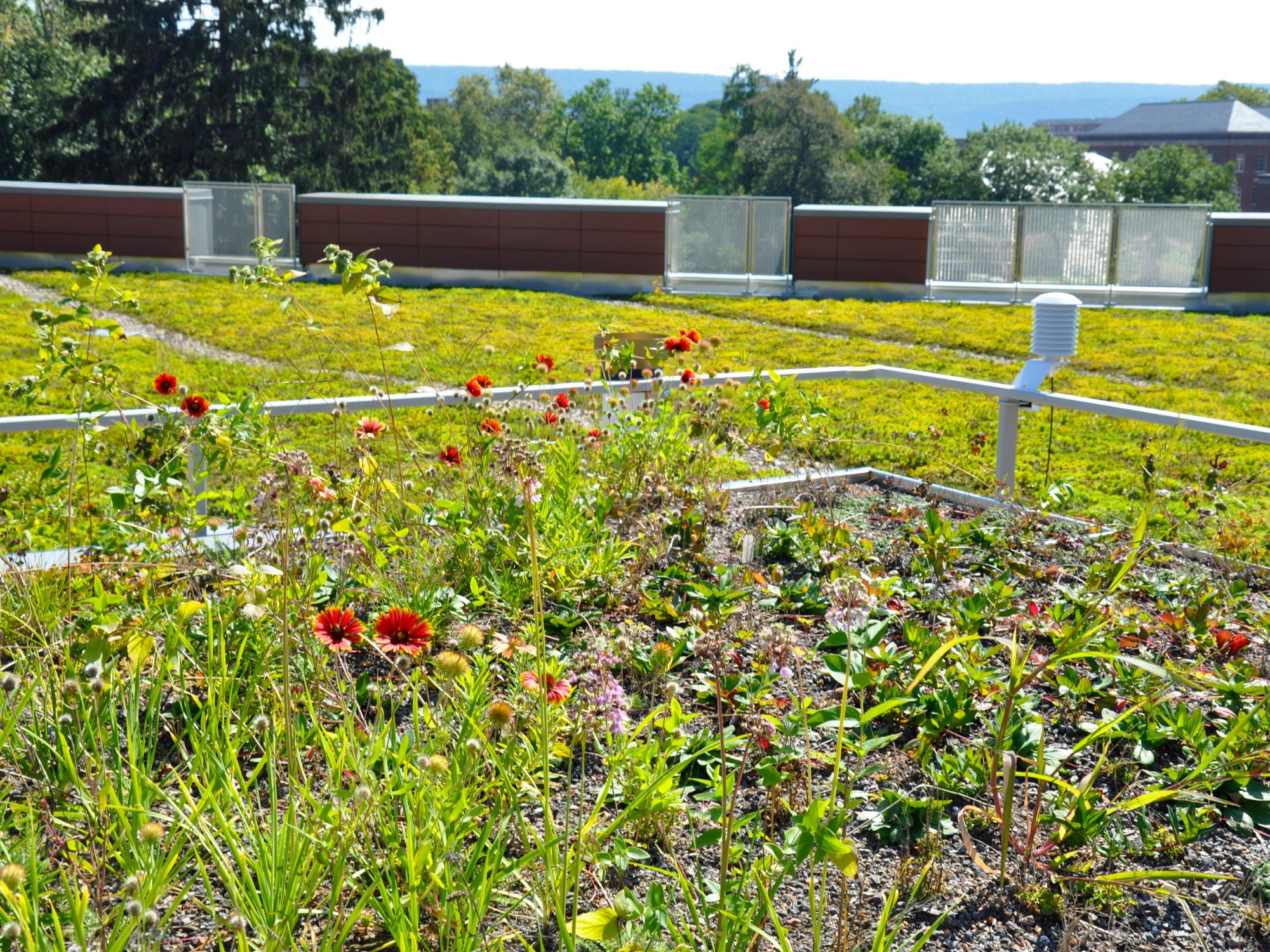 Red flowers grow in Razryadov's experimental garden on the HUB green roof