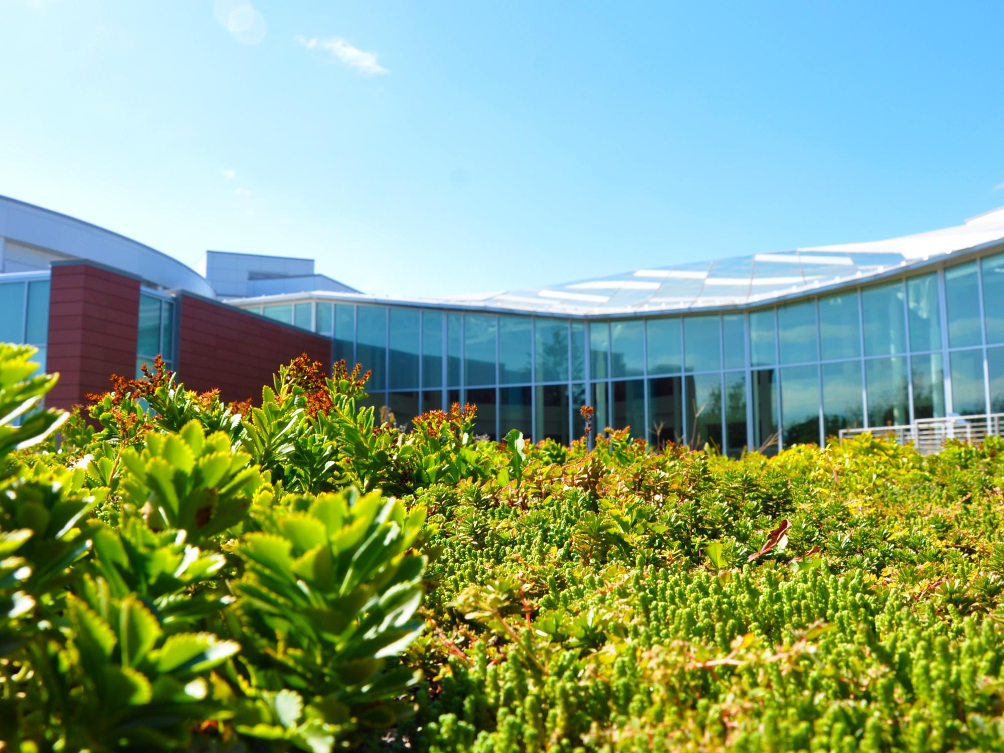 Succulents and other green plants on the HUB's green roof