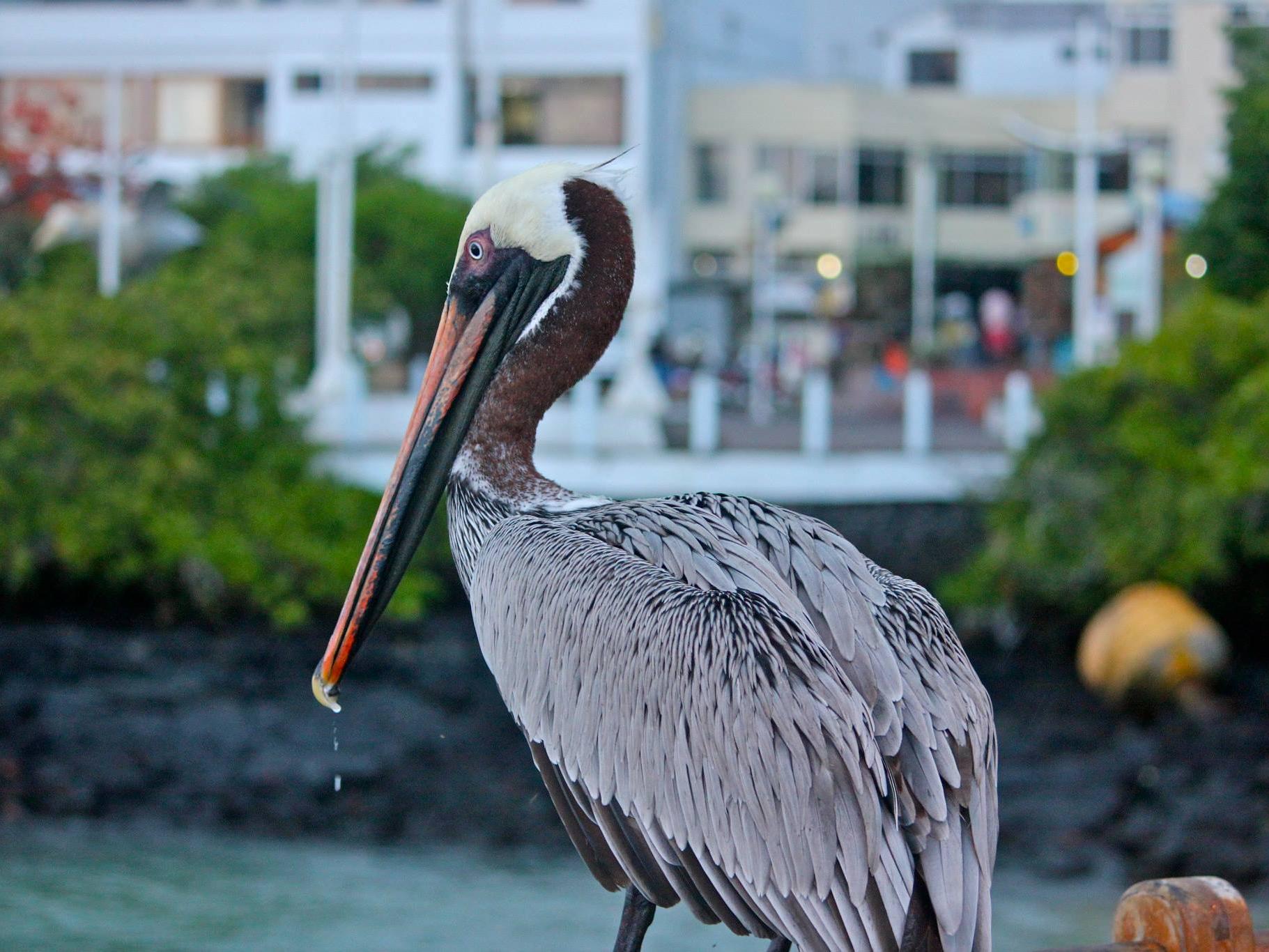 pelican drinking from stream