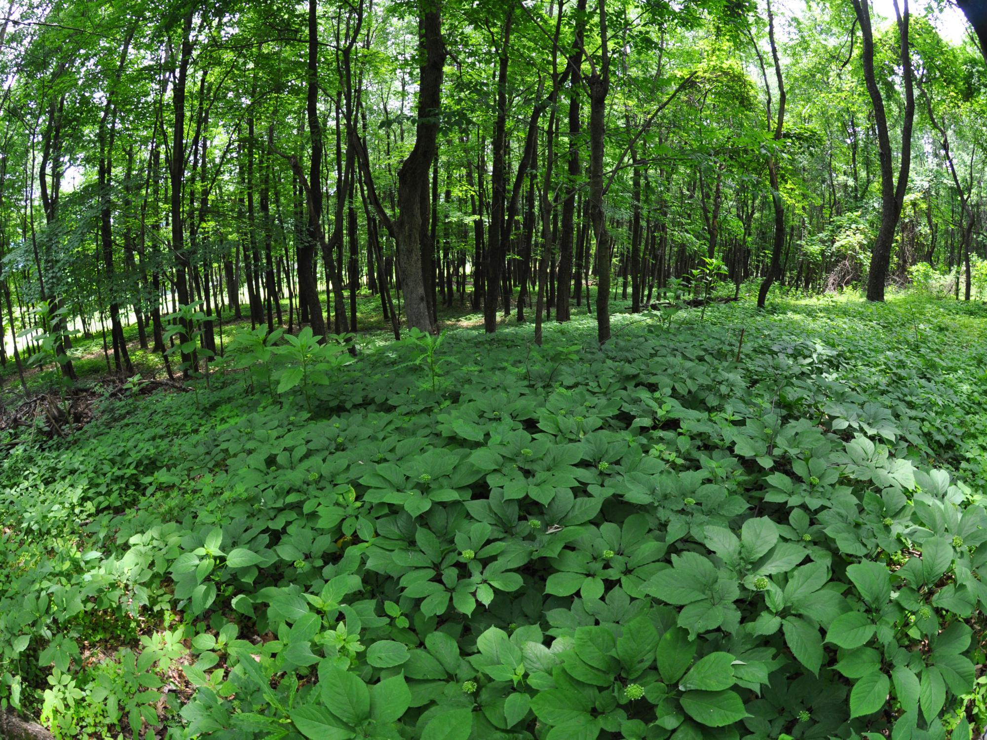 Patch of ginseng plants in forest