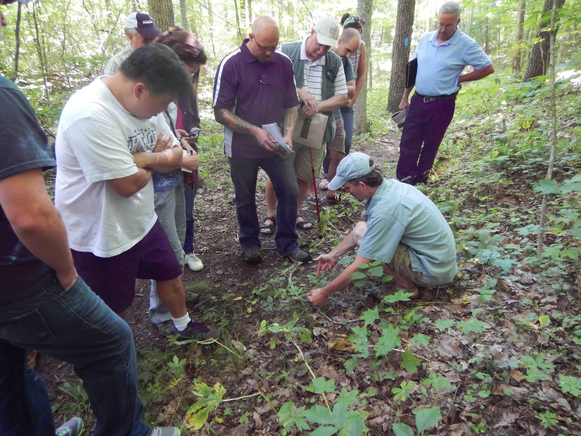 People look at ginseng in forest grove.