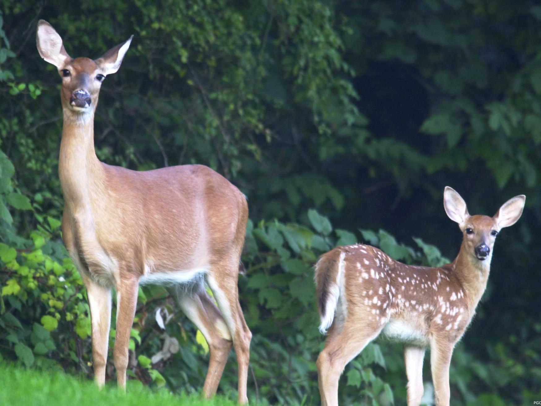 doe and fawn