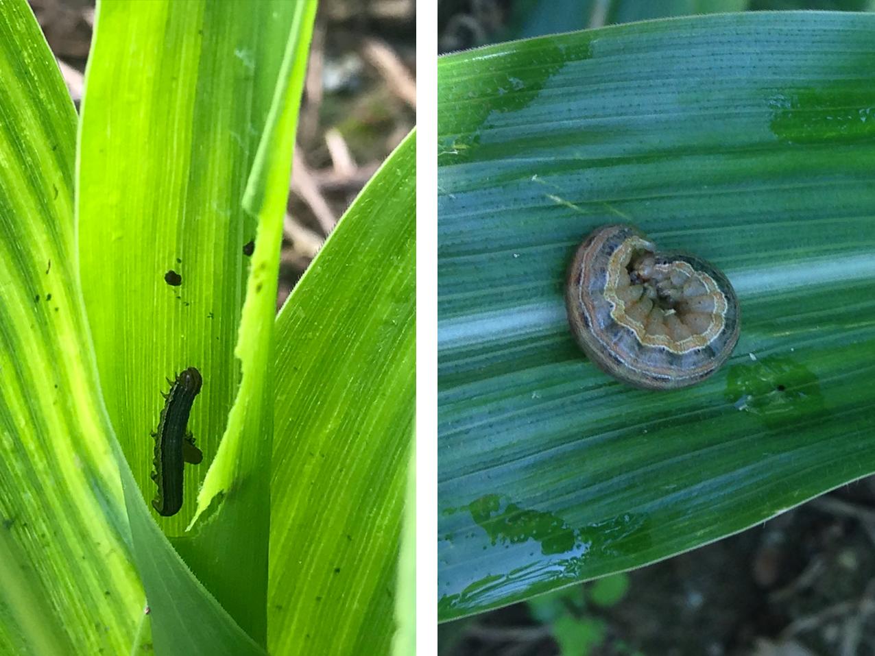 corn-eating caterpillars