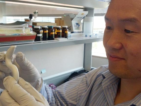 Jian Yang demonstrates the pliability of his bone biomaterial.