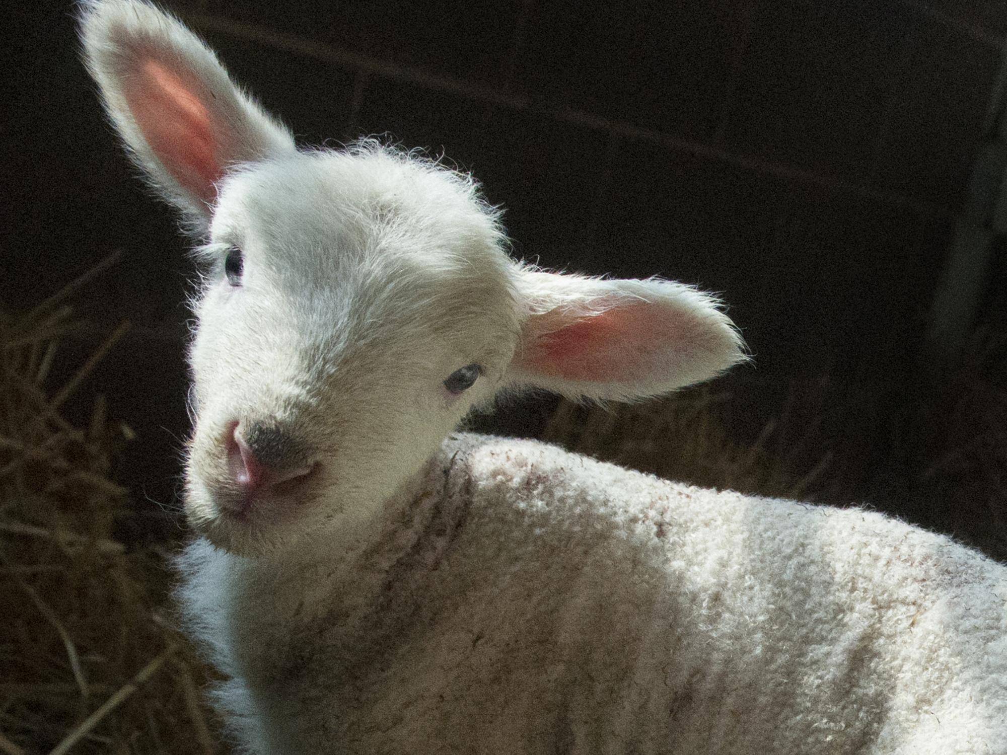 Lamb at Penn State farm