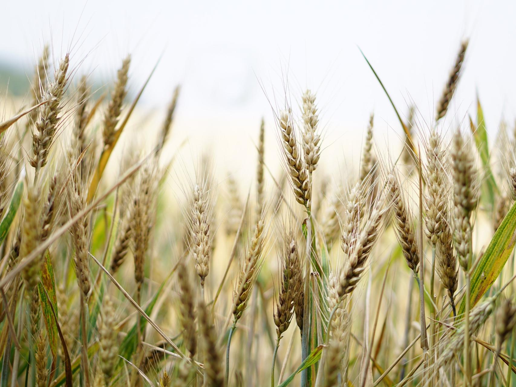 Wheat pixabay Kira Hoffman