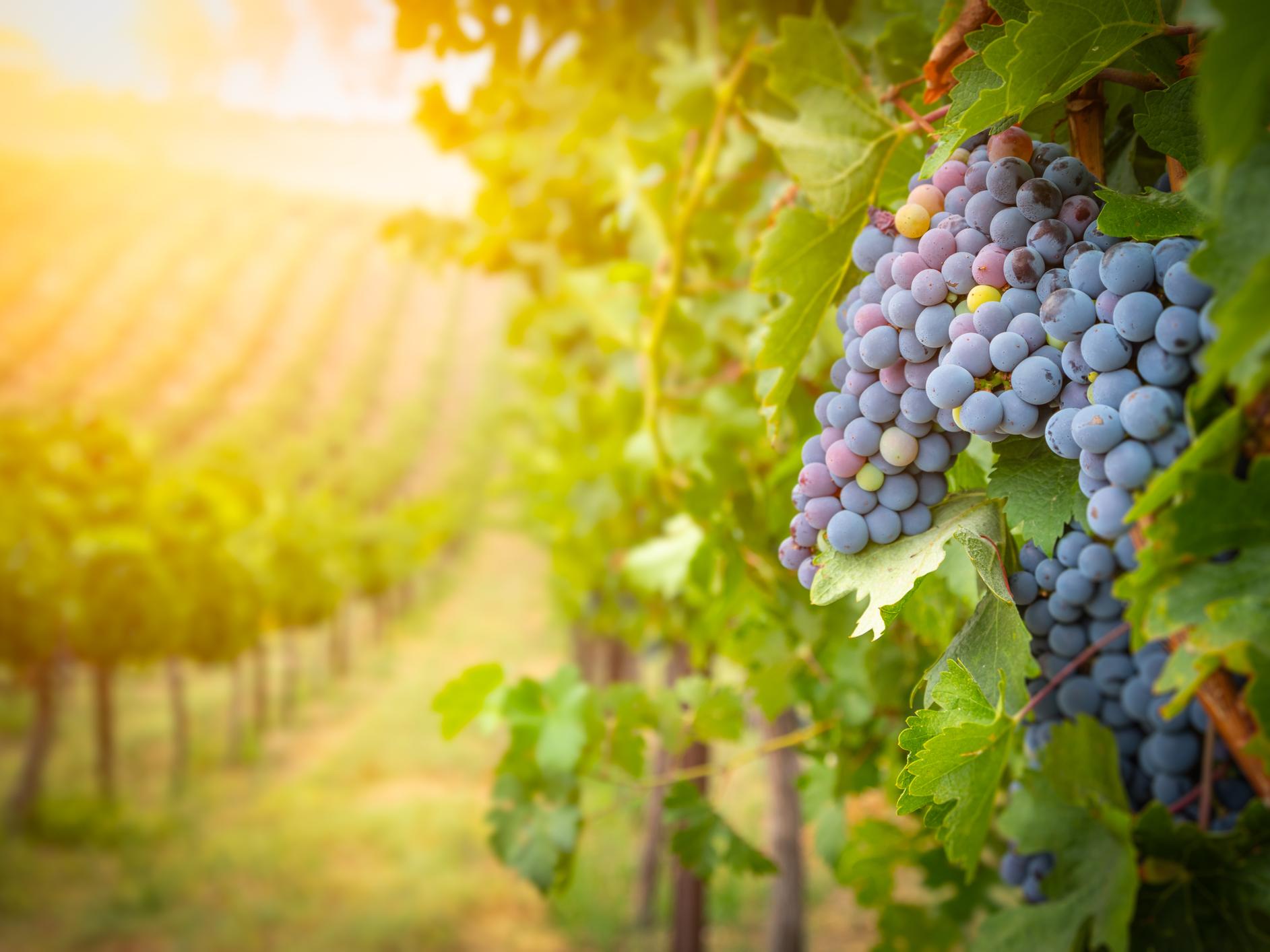graps in vineyard