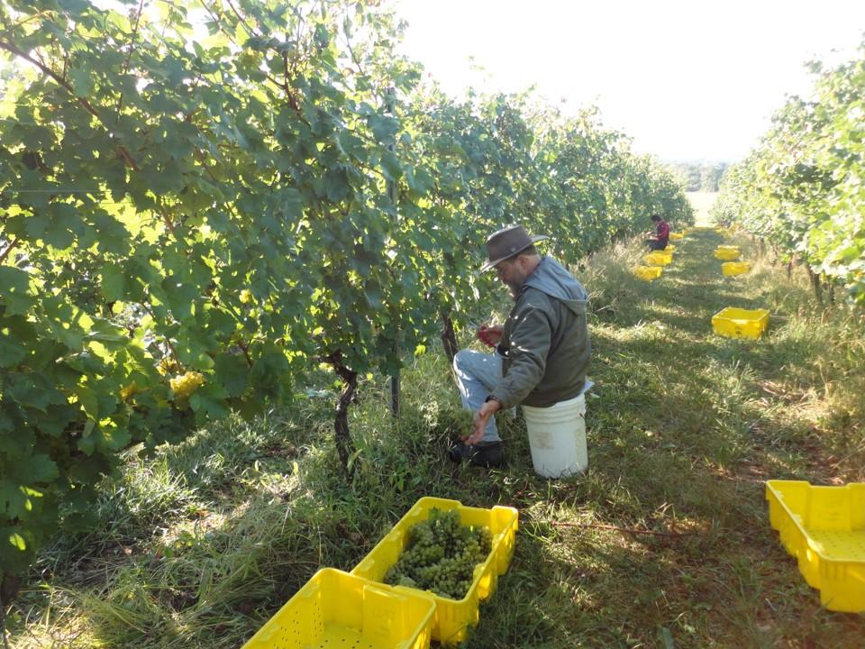 People harvesting grapes, sitting on buckets in a grapevine orchard