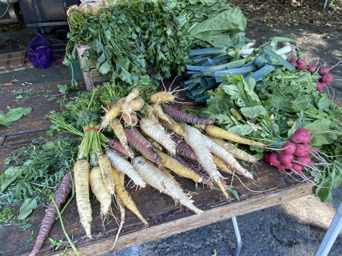 bunches of multicolored carrotts and radishes on a wooden plank.