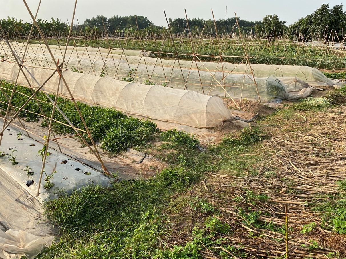 rows of plastic tunnels protecing crops