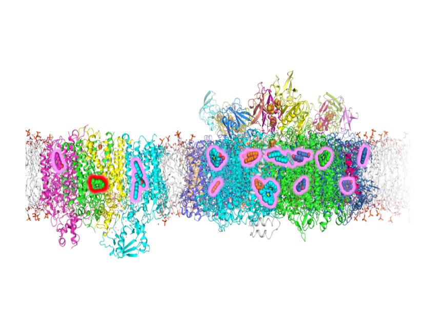 Structure of photosystem I and II in a cyanobactria